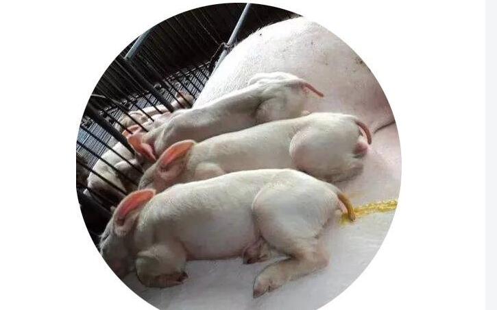 原來是這些導(dǎo)致的斷奶小豬腹瀉